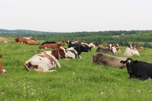 cows-lounging